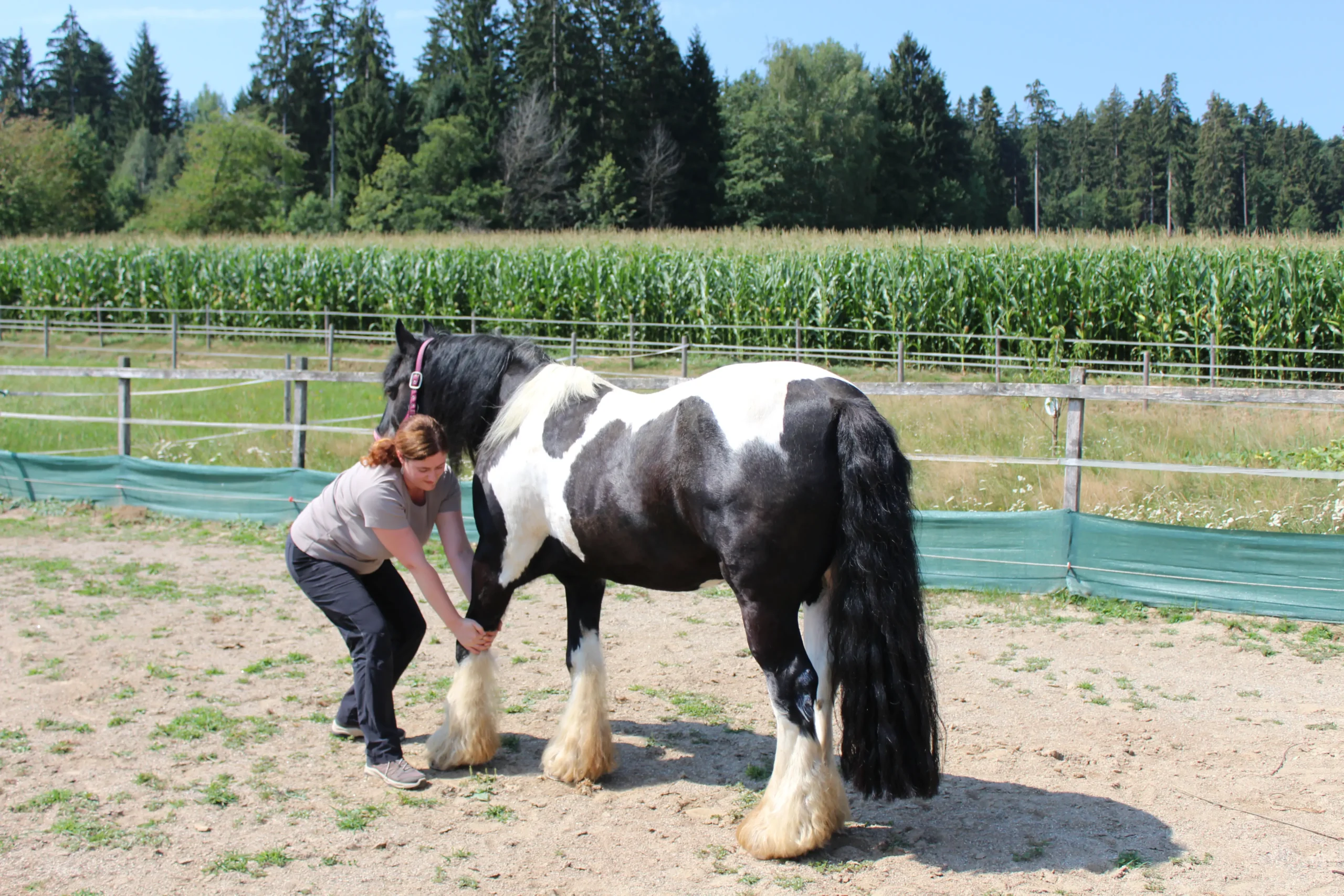 Pferd bei einer Pferde-Shiatsu-Behandlung von Miriam
