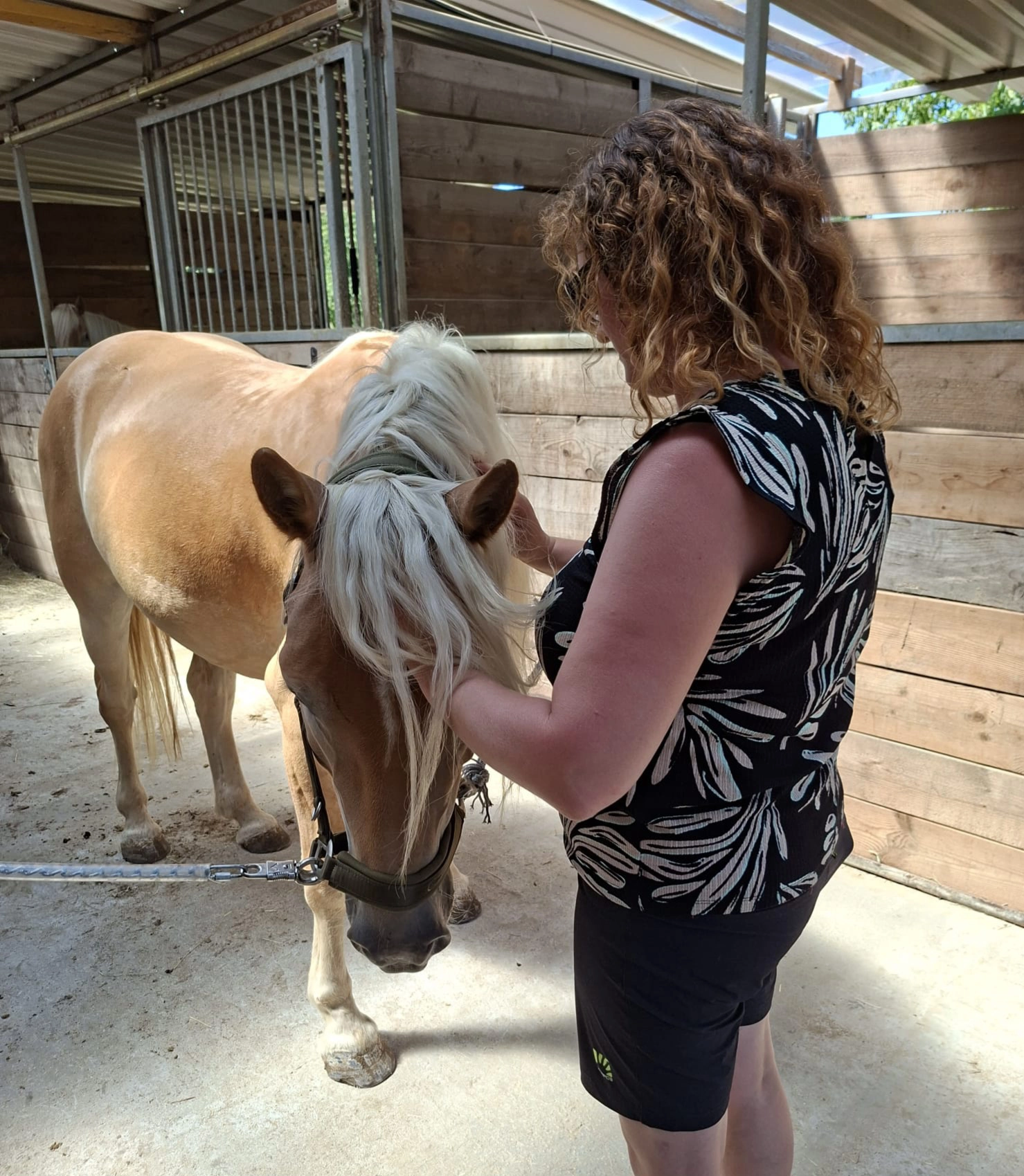 Pferd bei einer Pferde-Shiatsu-Behandlung von Miriam